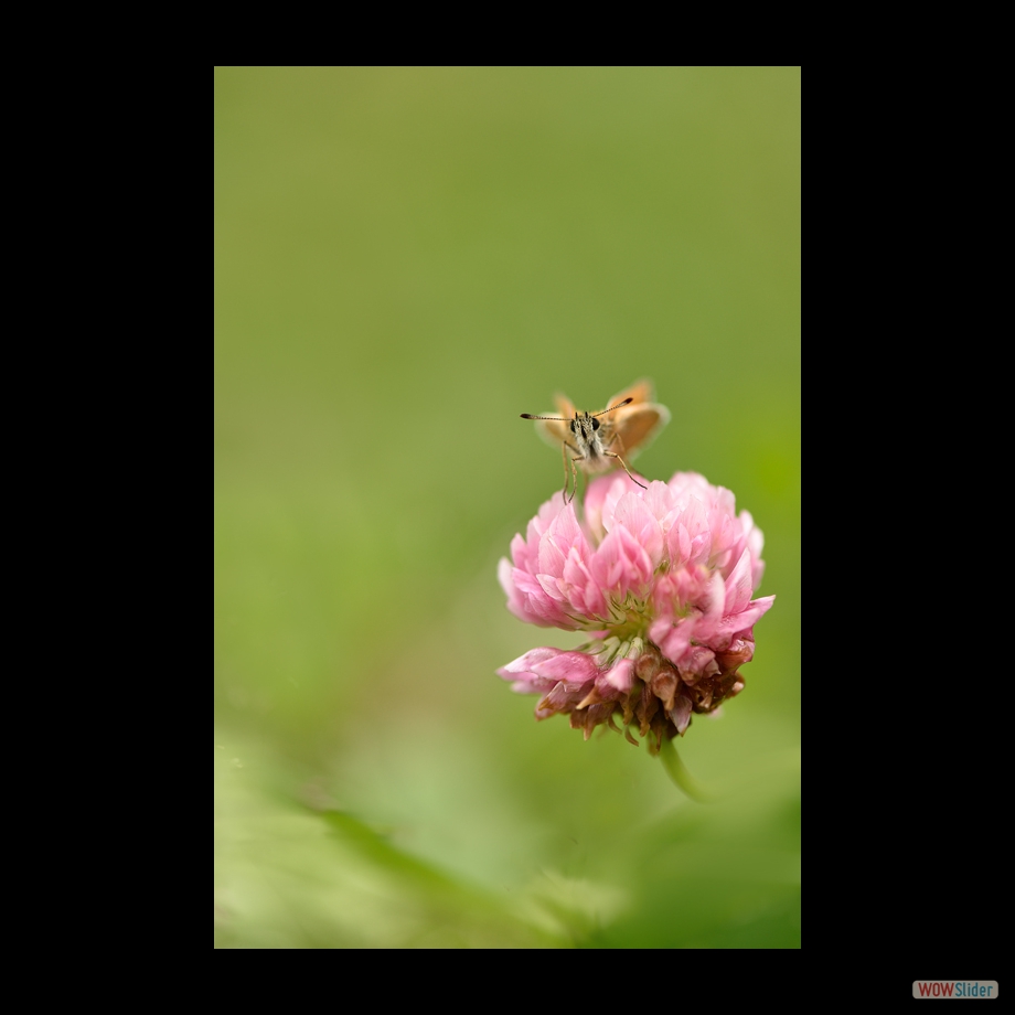 DSC_8958 a