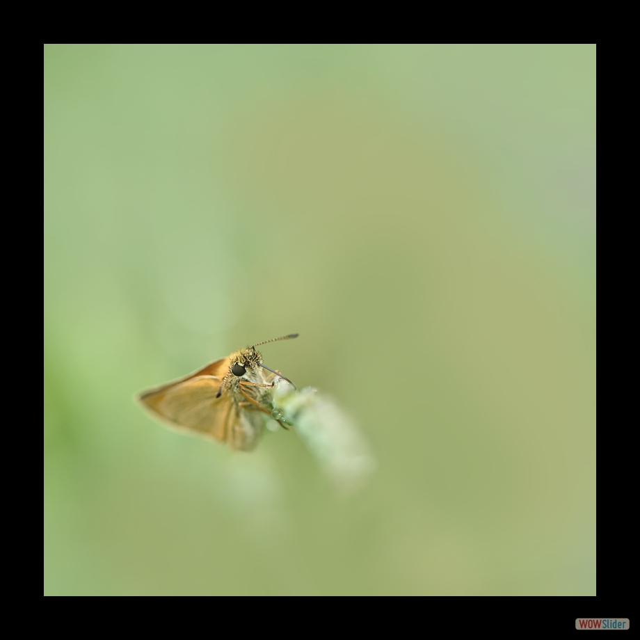 DSC_8981 a a