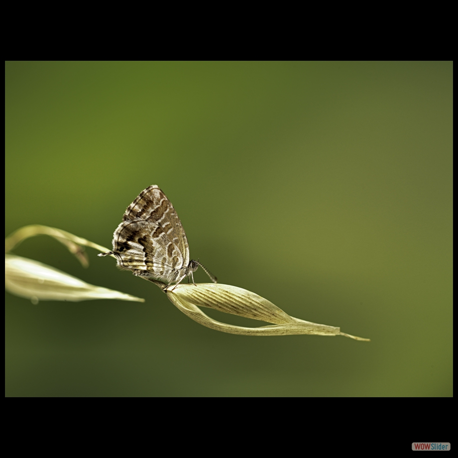Job_0753 a