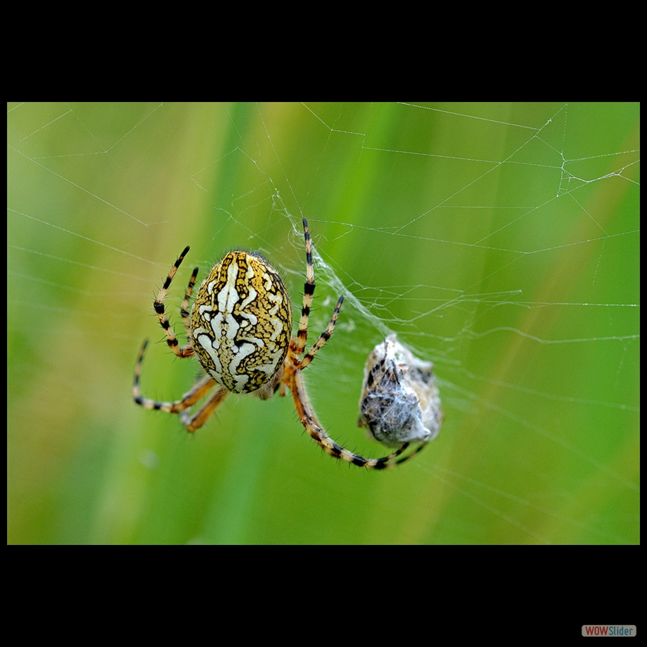DSC_0563 a