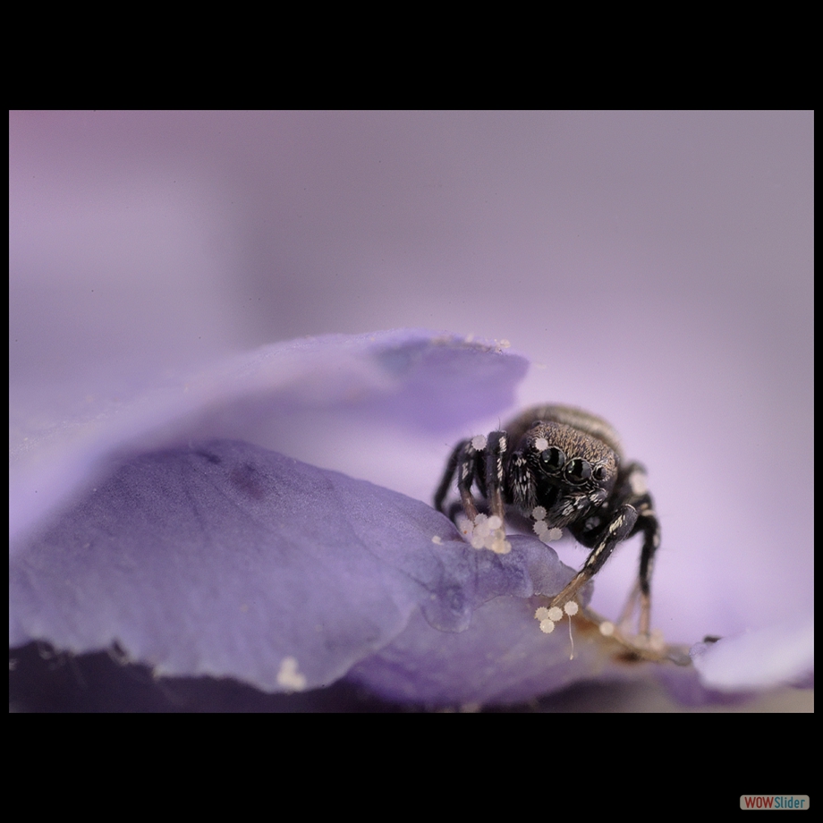 Job_0751  b