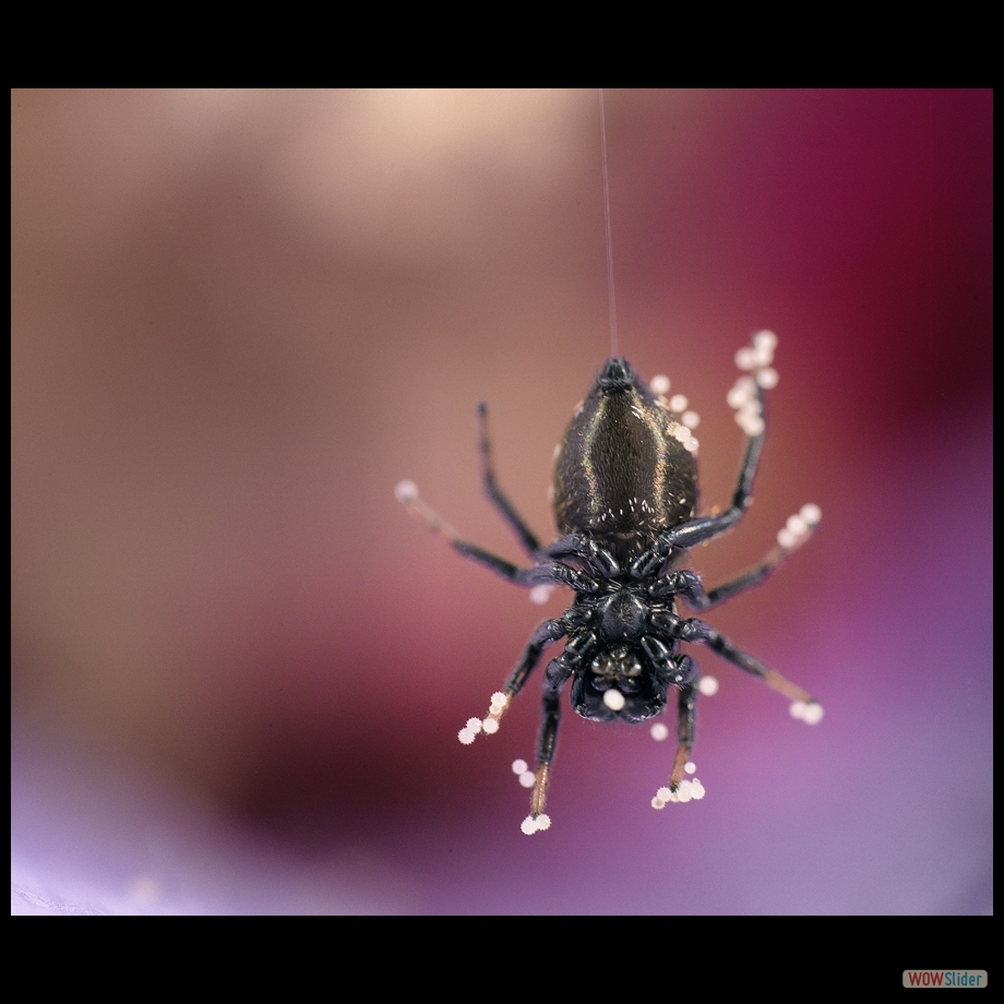 Job_0752 a