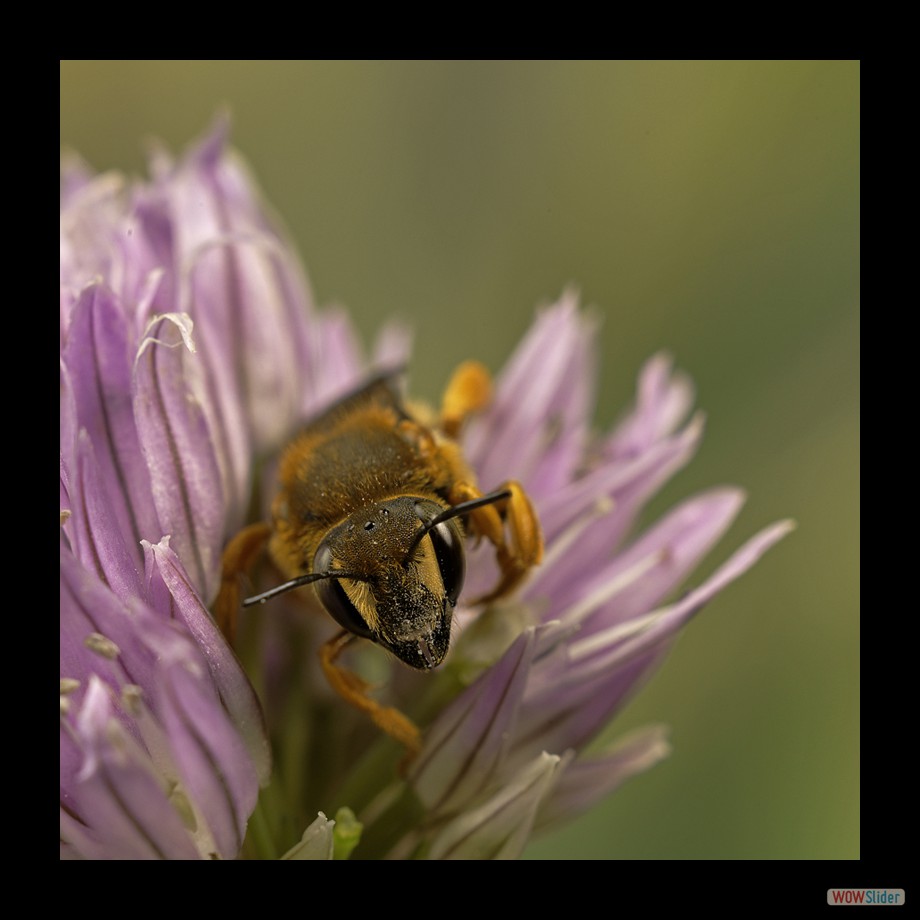 abeille orange 2 