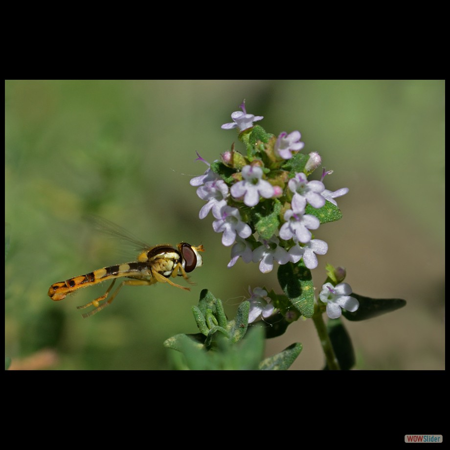 DSC_9074 a