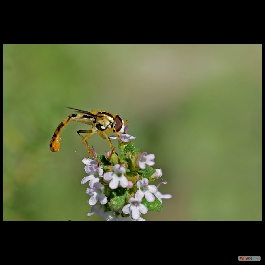 DSC_9075 a