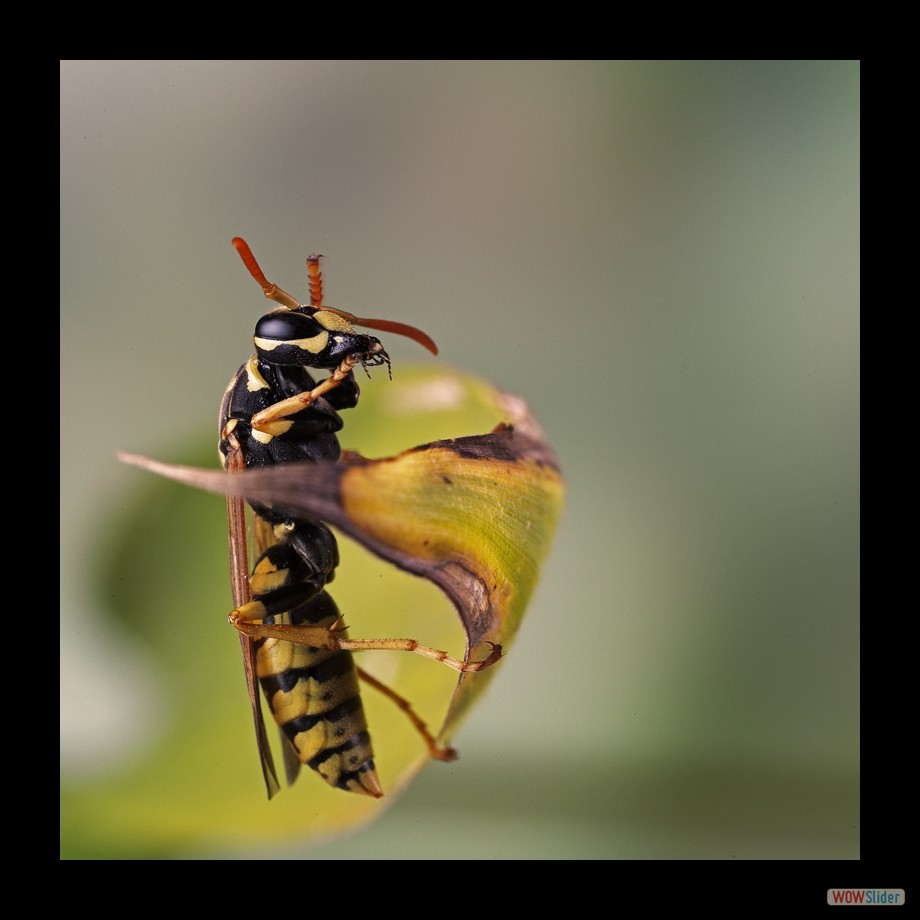 Job_0250 a
