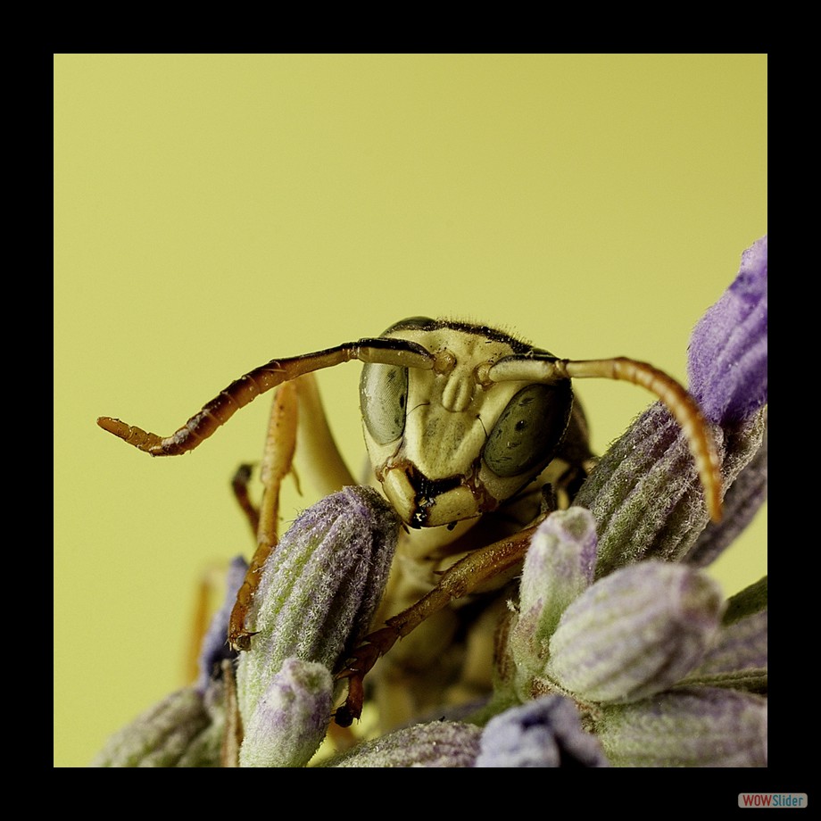 polistes biglumis copie