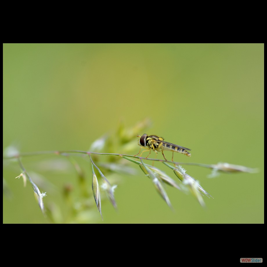 syrphe