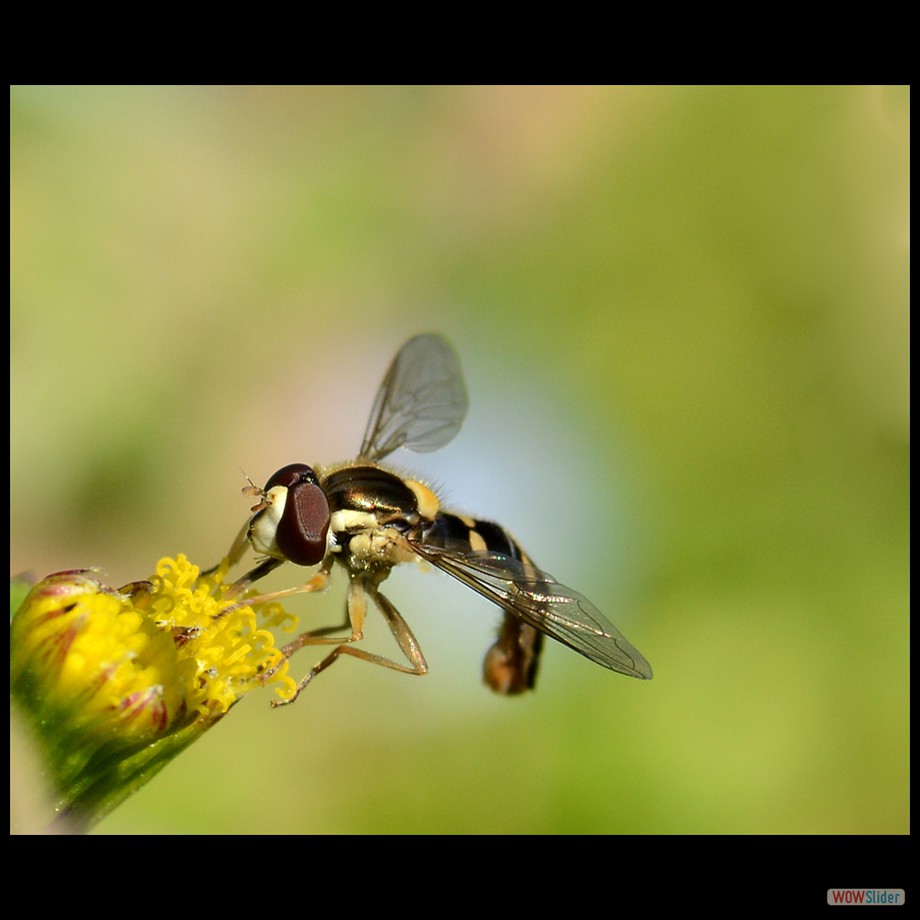 syrphe 1 (2)