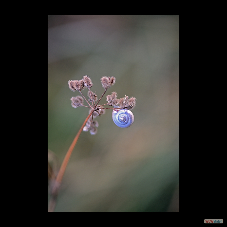 DSC_3000 a
