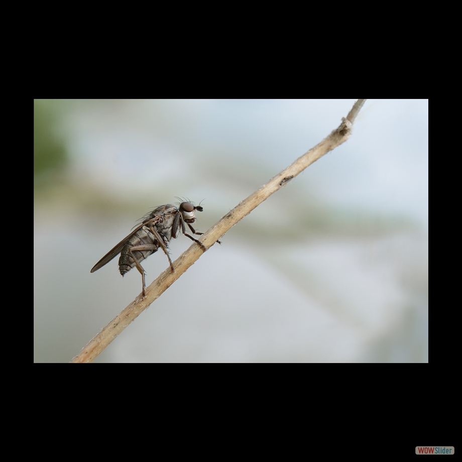 DSC_6009 a a a