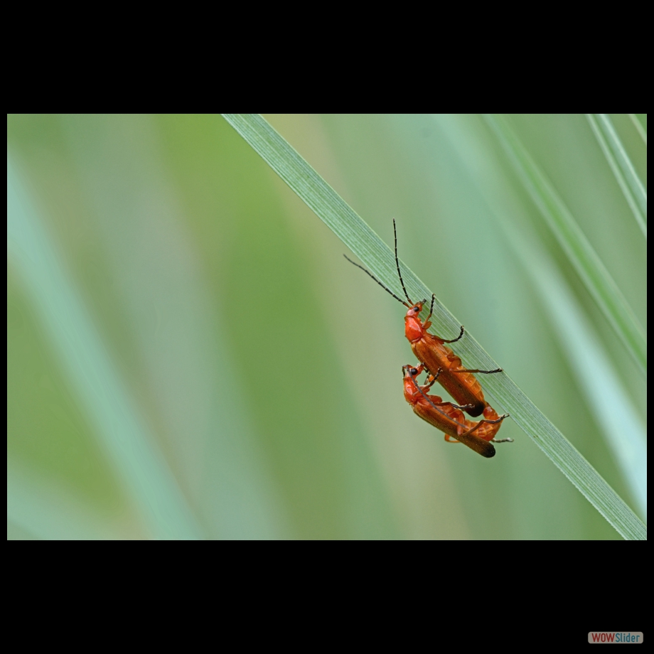DSC_9280 a