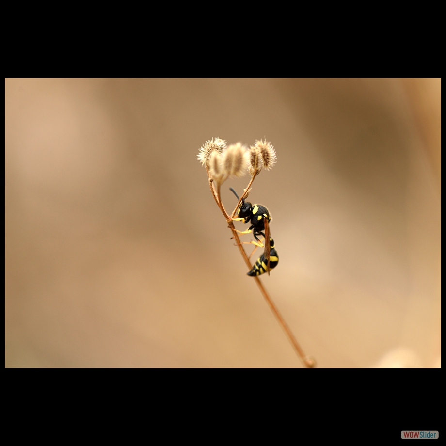 DSC_9519 a