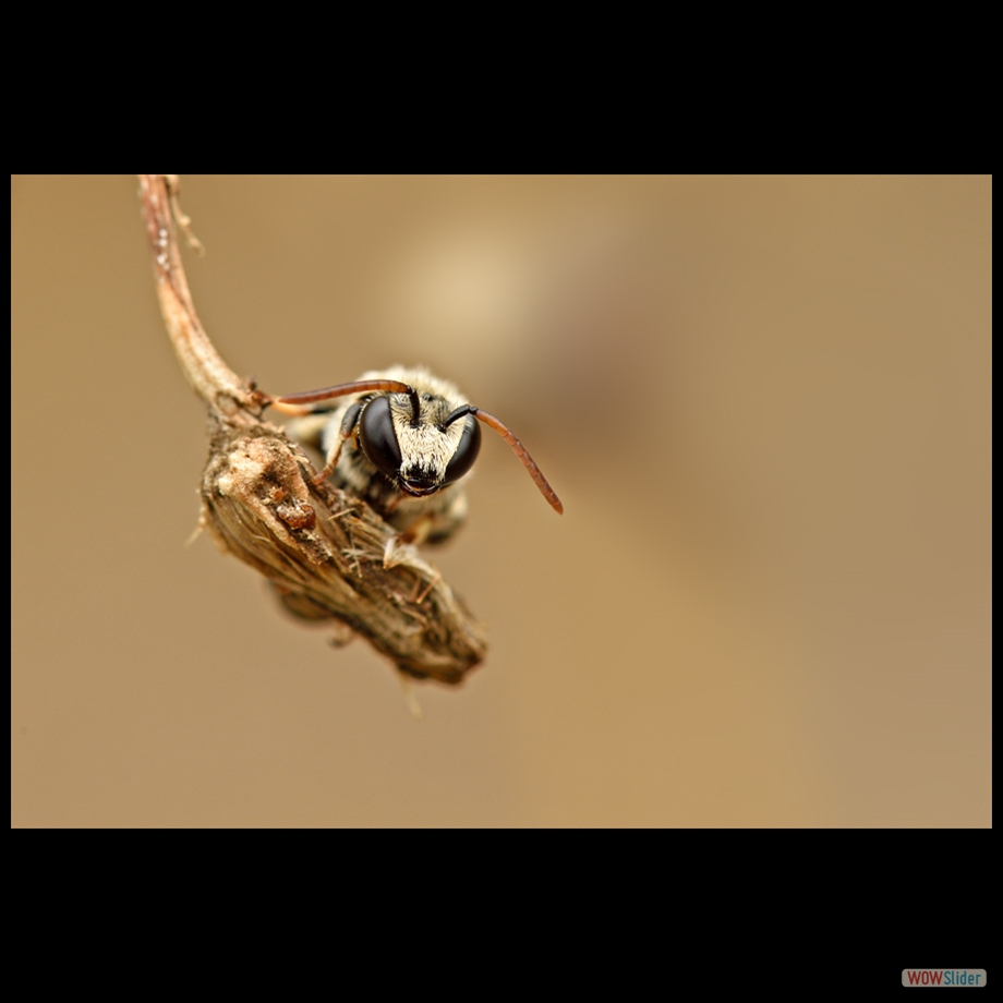DSC_9547 a a