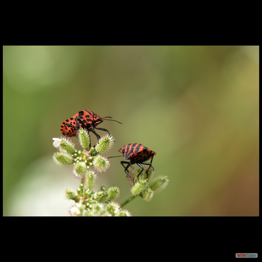 DSC_9608 a
