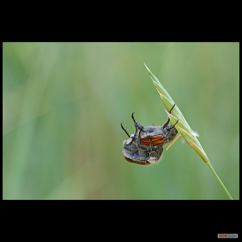 DSC_9910 a