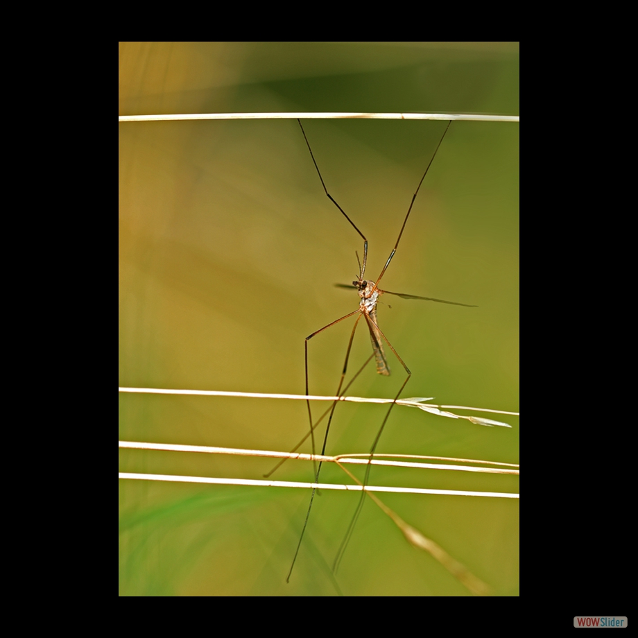 DSC_9953 a