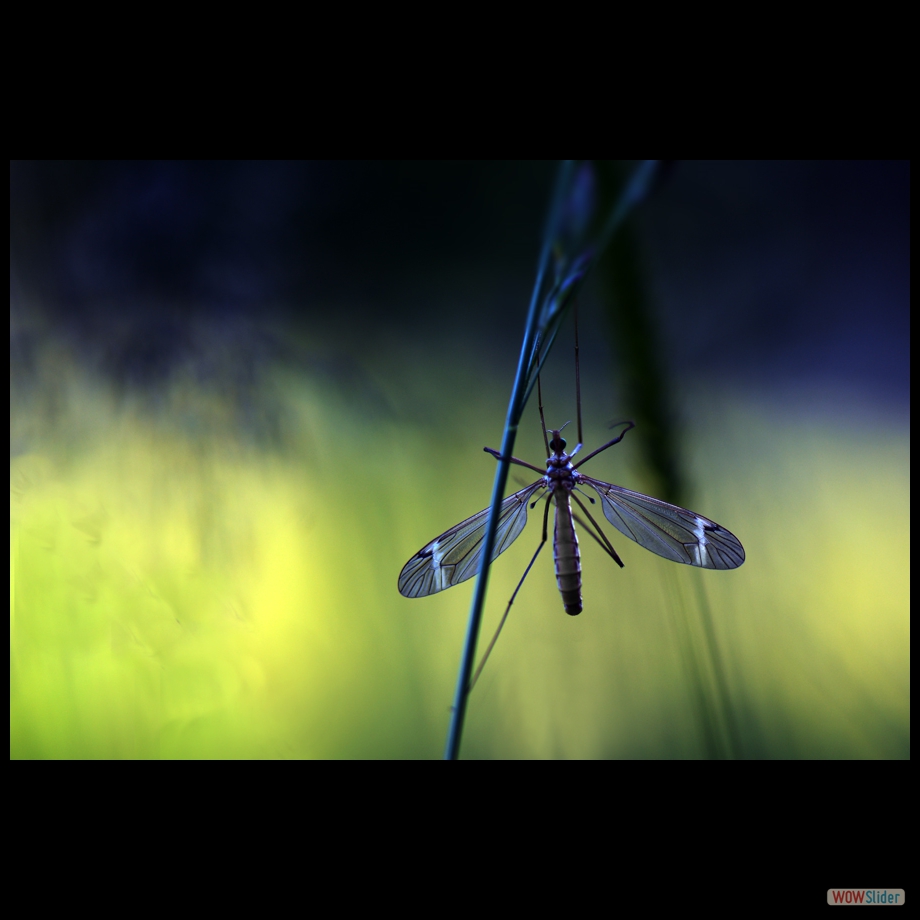 DSC_9993a