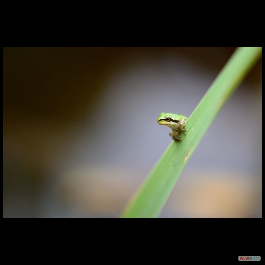 DSC_2362 a