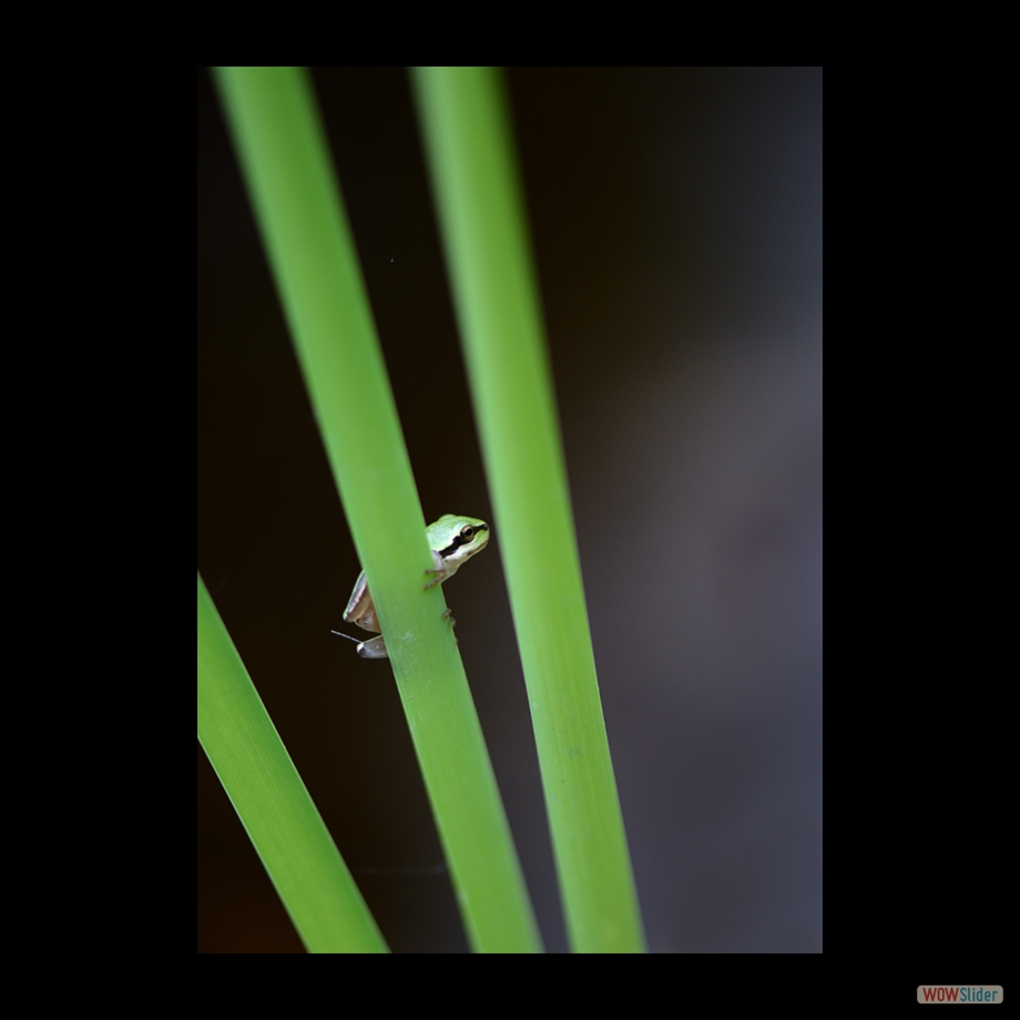DSC_2365 a