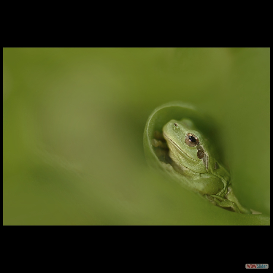 DSC_7910 a a