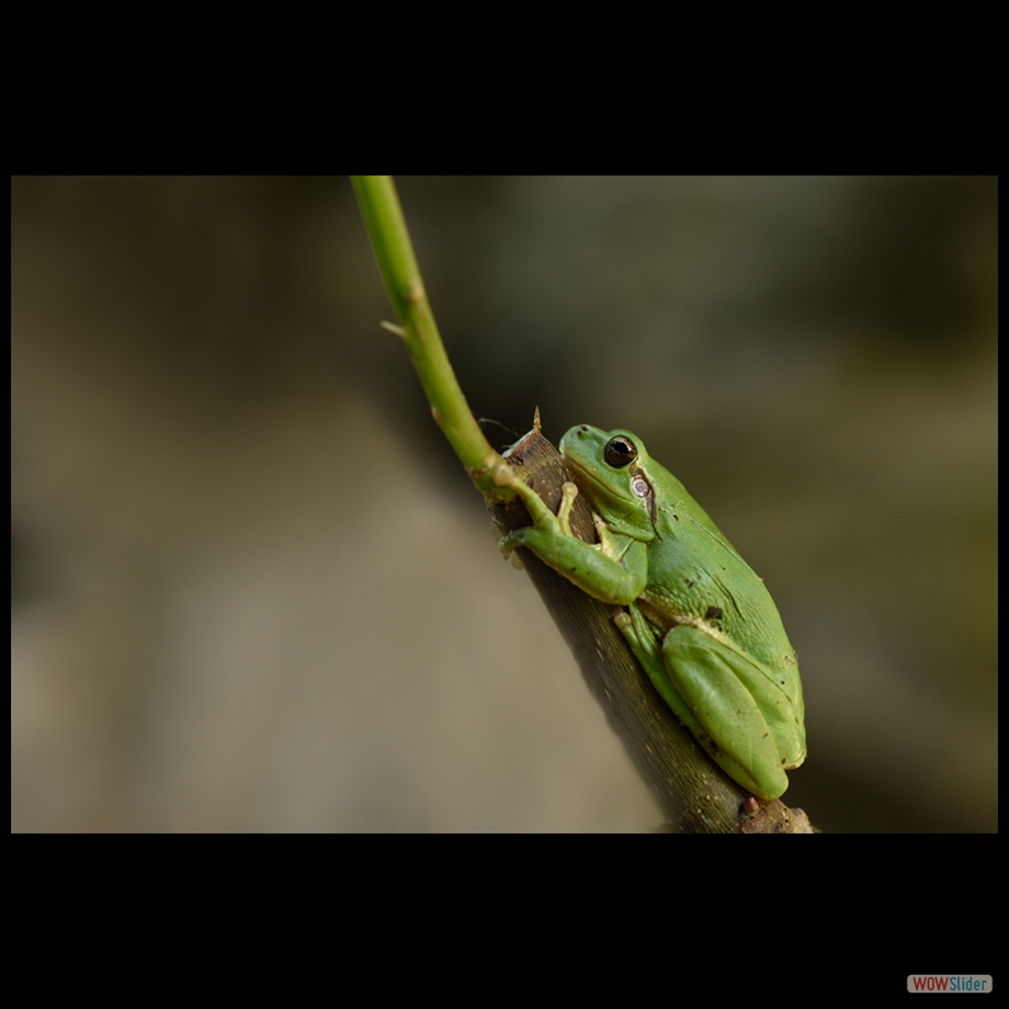 DSC_7949 a