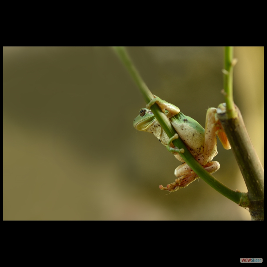 DSC_7953 a