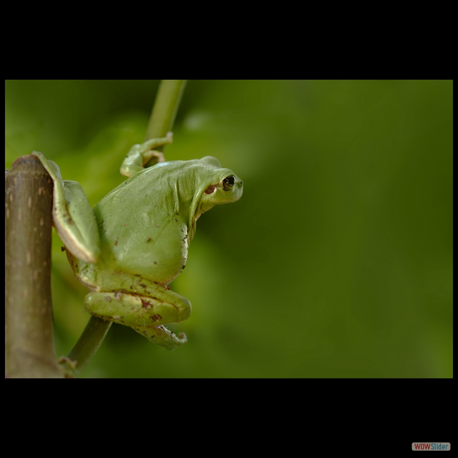 DSC_7954 a