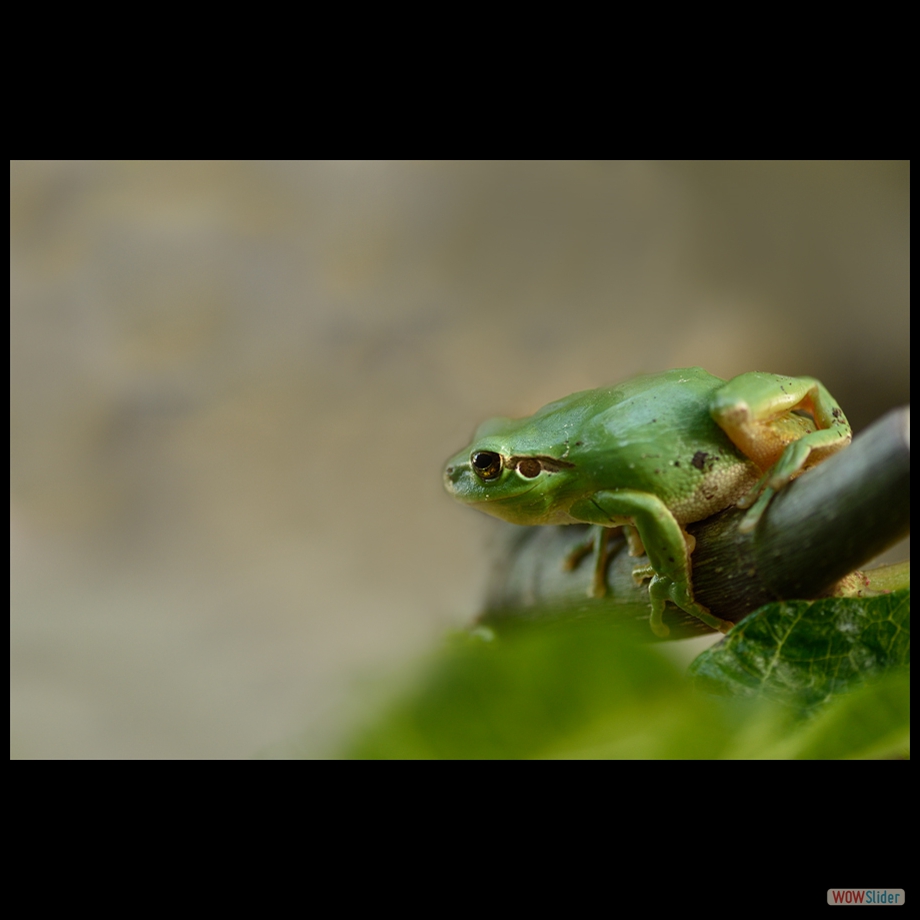 DSC_7960 a