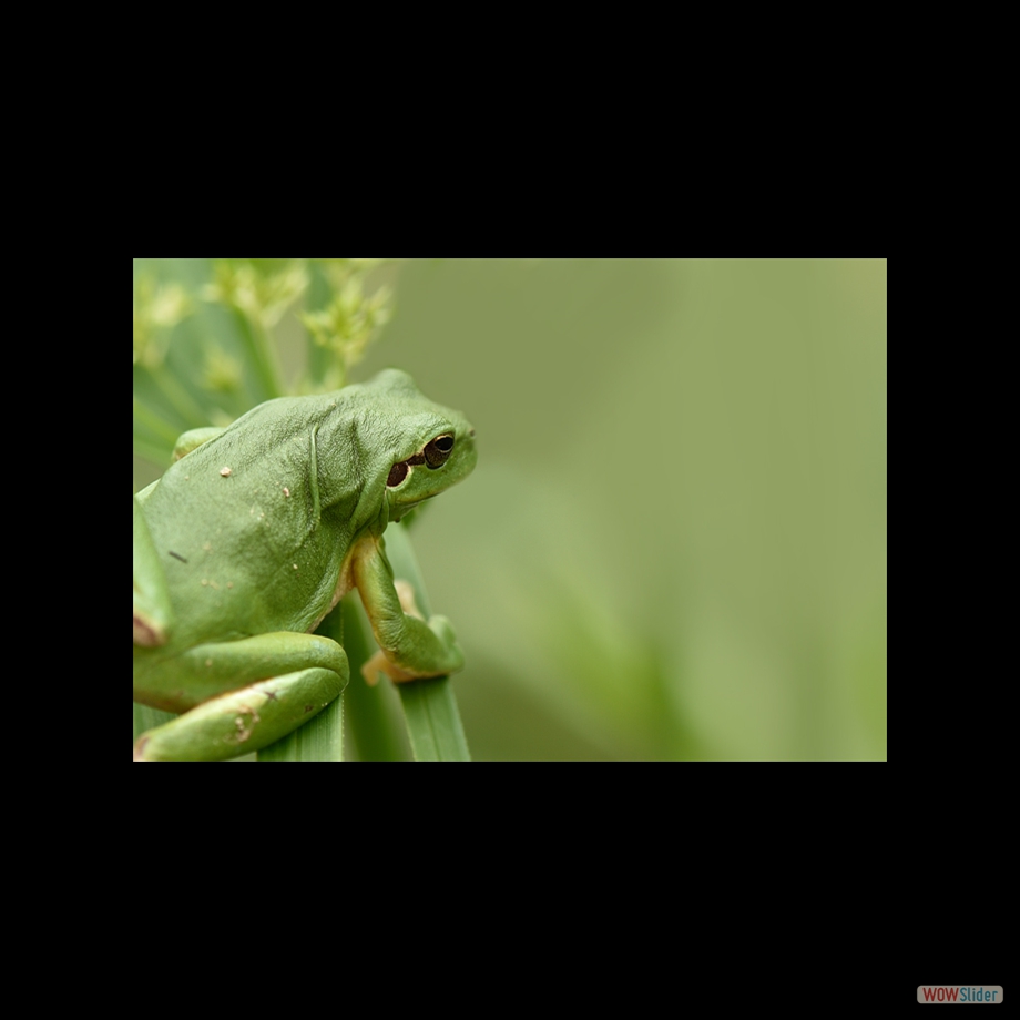 DSC_8034 a