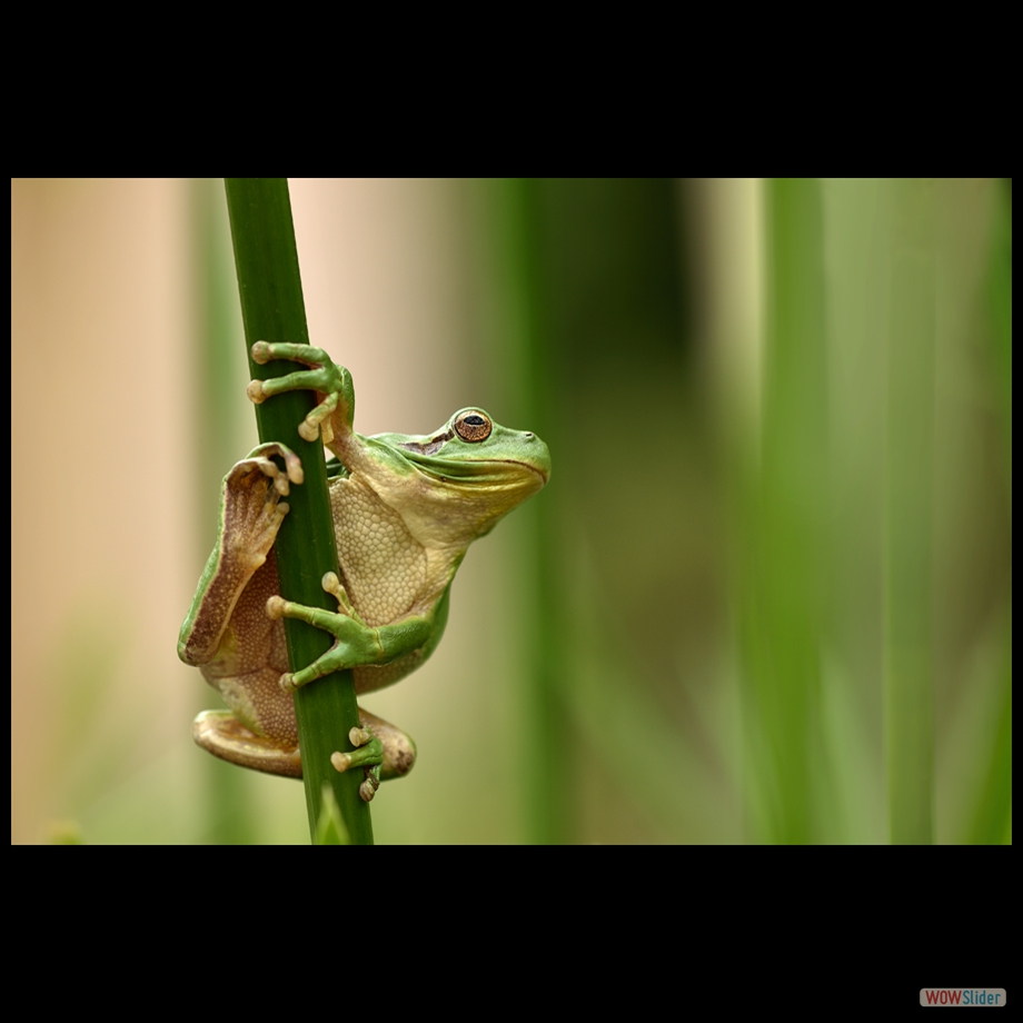 DSC_8037 a