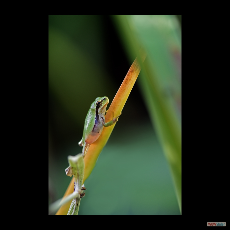 DSC_8639 a