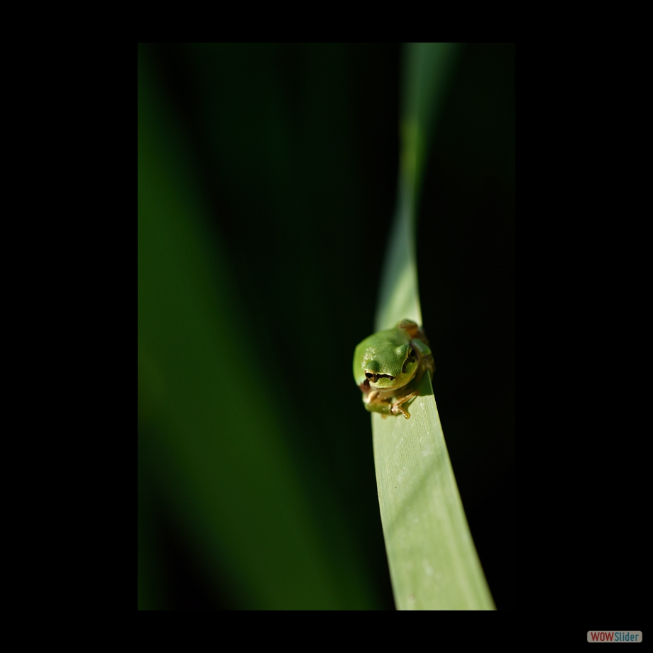 DSC_8640 a