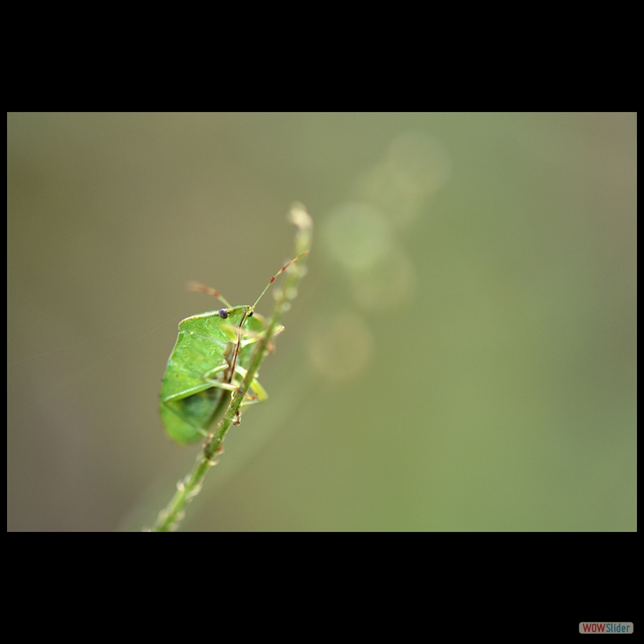 DSC_0248 a