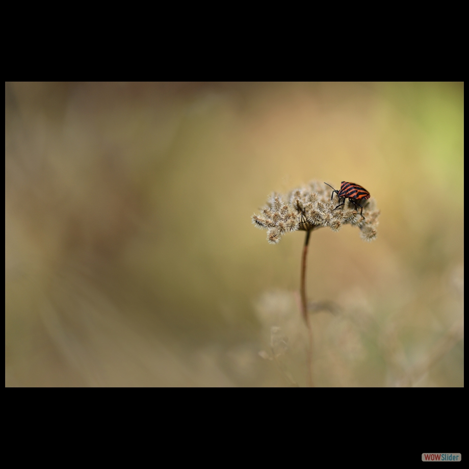 DSC_0593_01 a