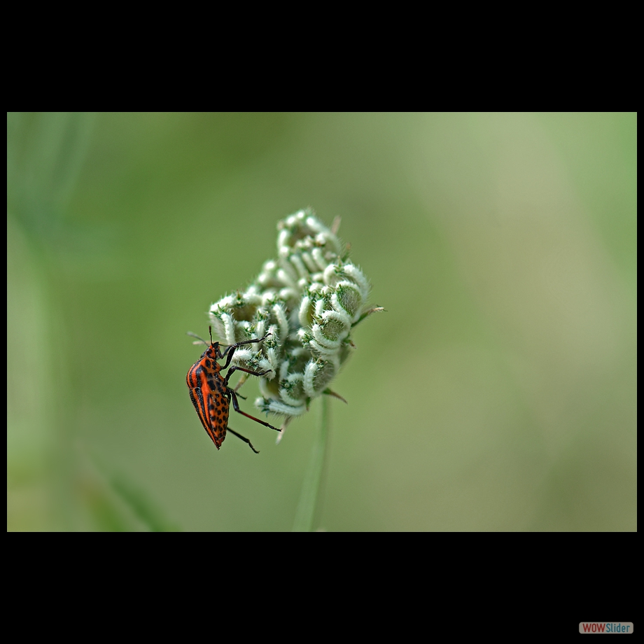 DSC_1883 a