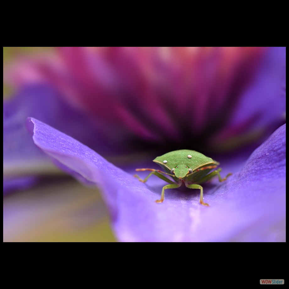 DSC_8205 a a