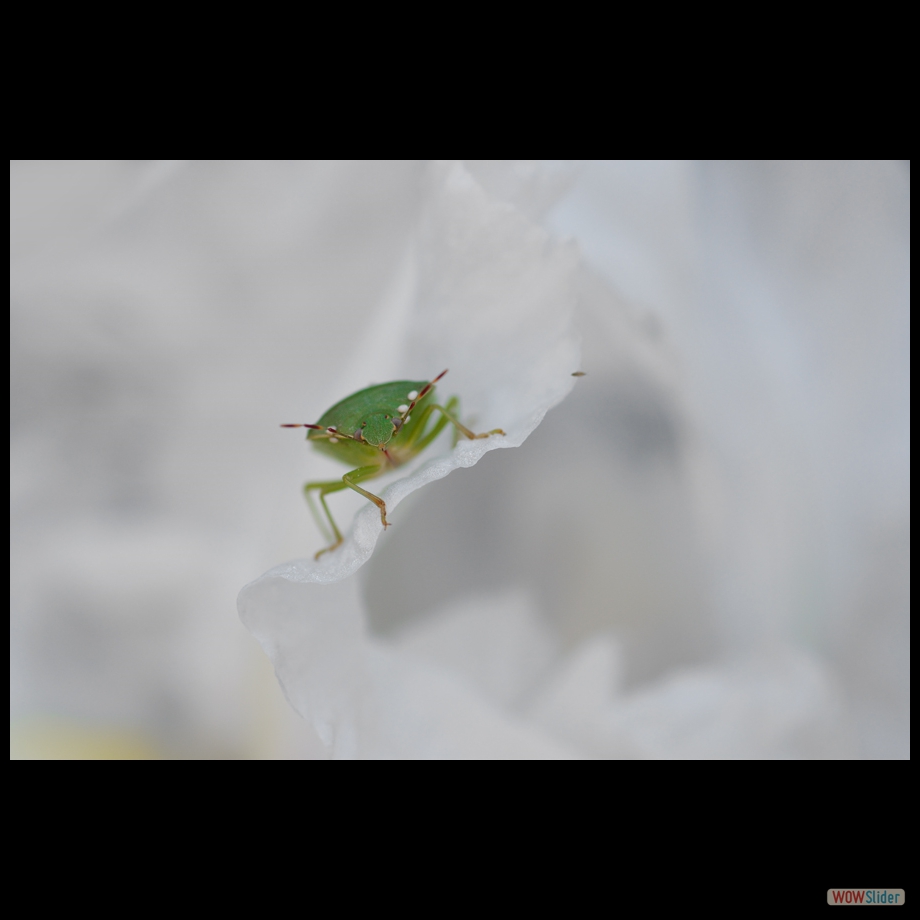 DSC_8855 a