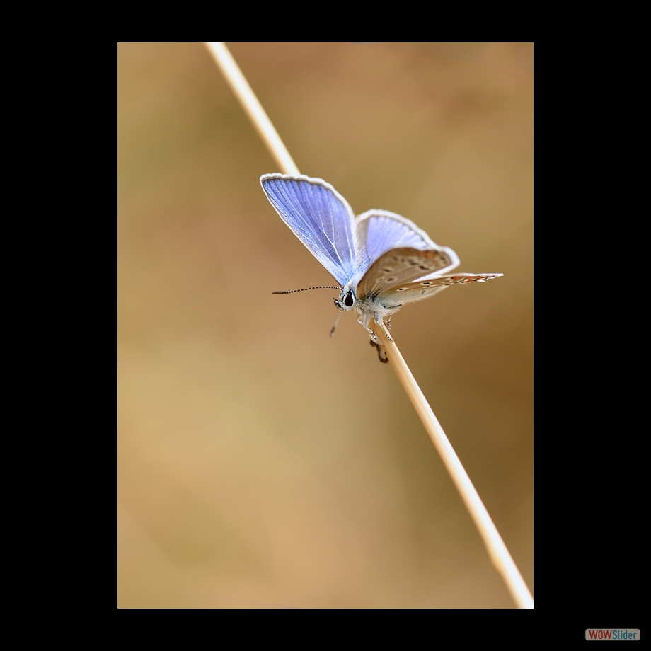 DSC_0120 a a