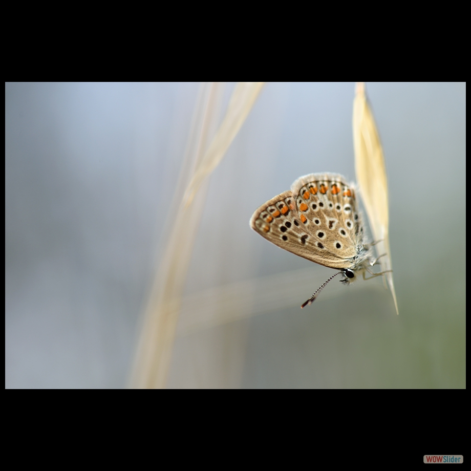 DSC_0242 a a