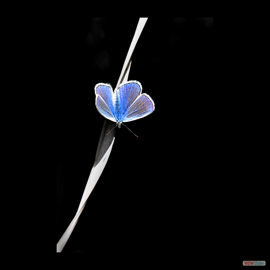 DSC_0479 a a b