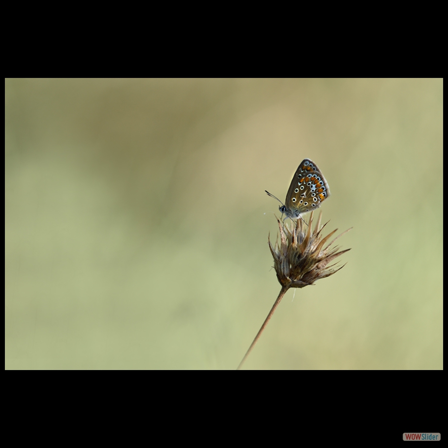 DSC_0586_01 a