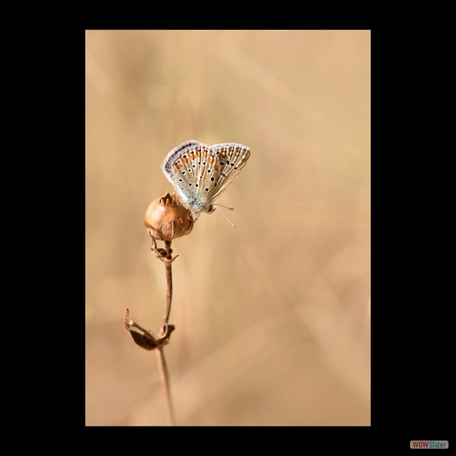 DSC_0865 a a