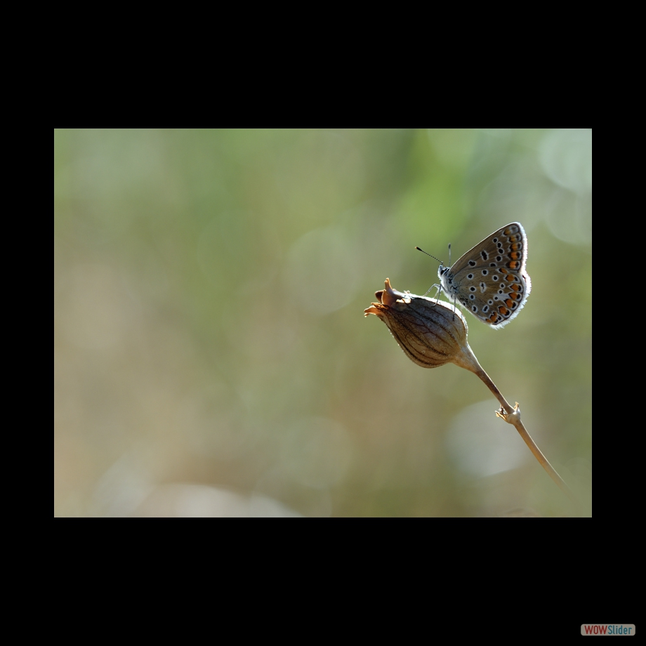DSC_1066_01 a