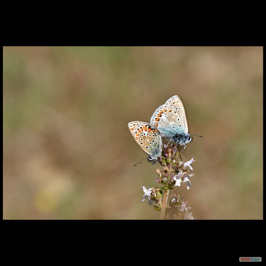 DSC_6868 a