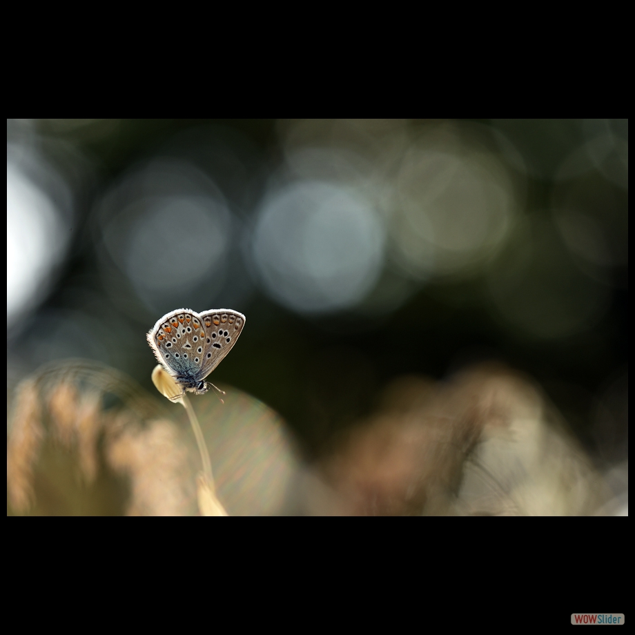 DSC_8072 a