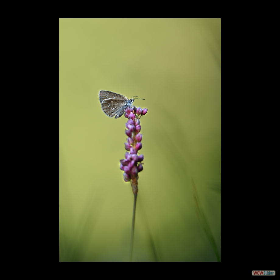 DSC_9069 a