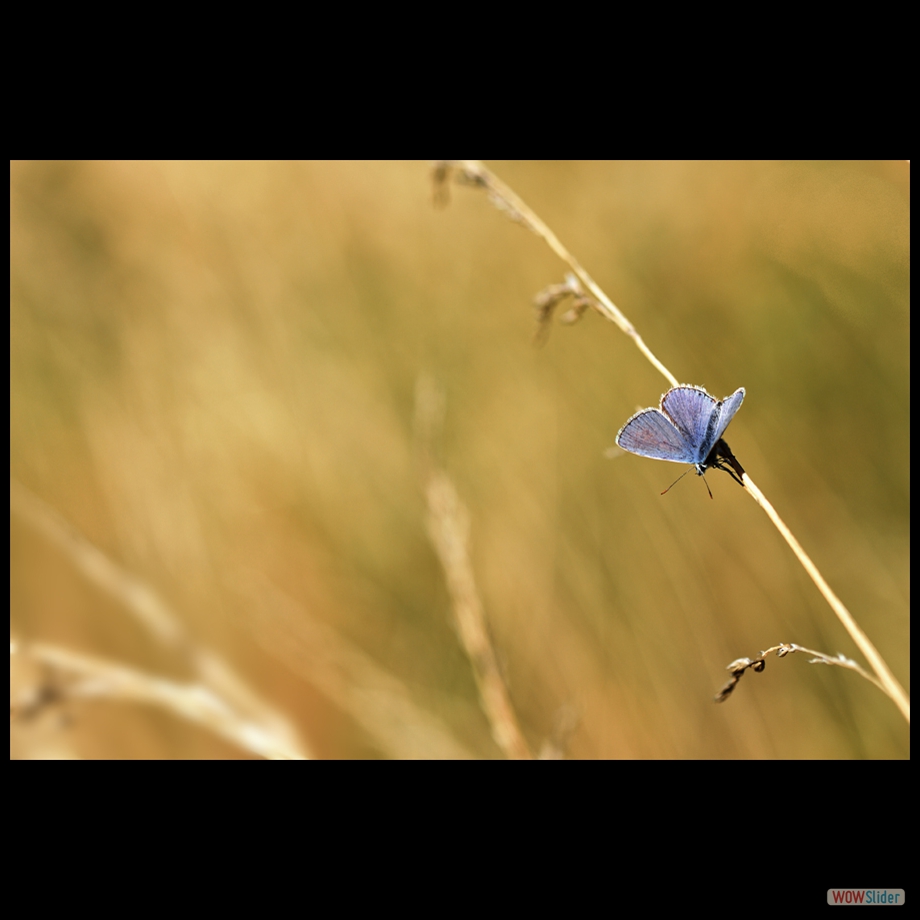 DSC_9618 a