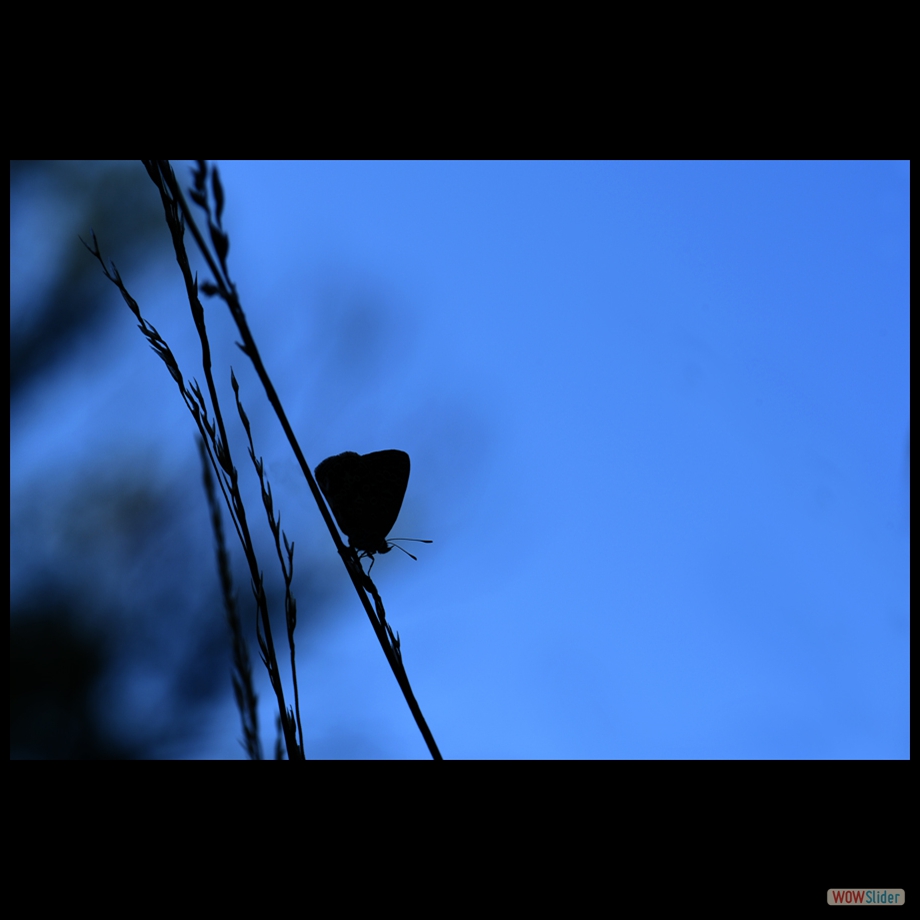 DSC_9676 c