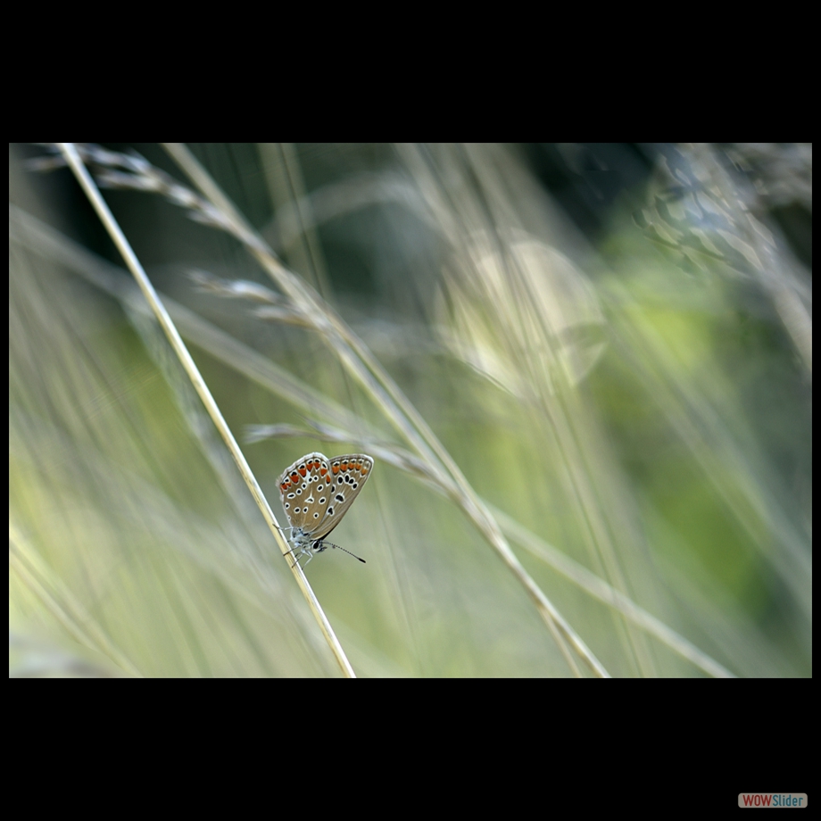 DSC_9682 a a